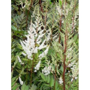 tawułka Arendsa (Astilbe x arendsii) Bumalda- Świat bylin - sklep internetowy