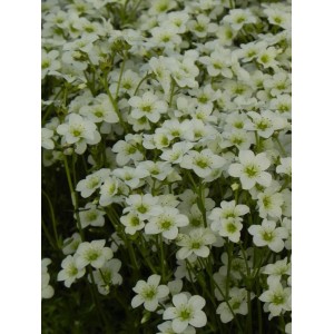 skalnica Arendsa (Saxifraga x arendsii) Marto White- Świat bylin - sklep internetowy