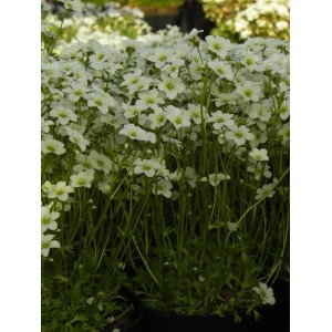 skalnica Arendsa (Saxifraga x arendsii) Marto White- Świat bylin - sklep internetowy