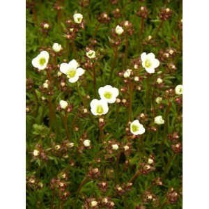 skalnica Arendsa (Saxifraga x arendsii) Marto White- Świat bylin - sklep internetowy