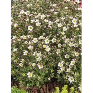 skalnica Arendsa (Saxifraga x arendsii) Pixi Pan Appleblossom- Świat bylin - sklep internetowy