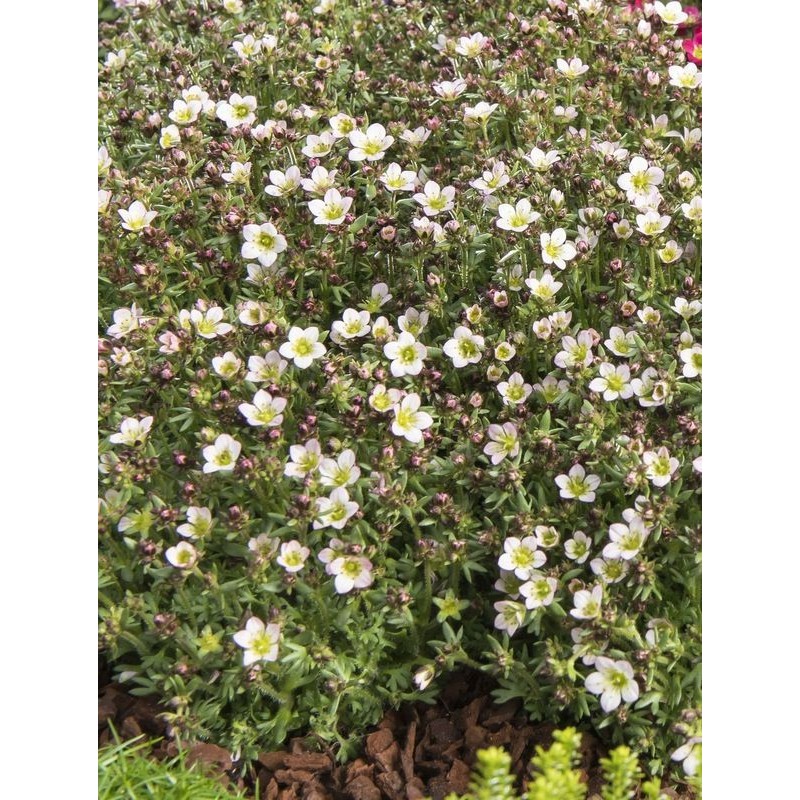 skalnica Arendsa (Saxifraga x arendsii) Pixi Pan Appleblossom- Świat bylin - sklep internetowy