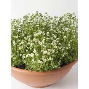 skalnica Arendsa (Saxifraga x arendsii) Saxony White- Świat bylin - sklep internetowy