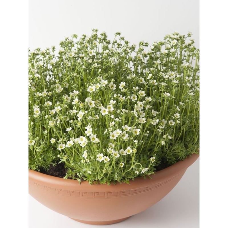 skalnica Arendsa (Saxifraga x arendsii) Saxony White- Świat bylin - sklep internetowy