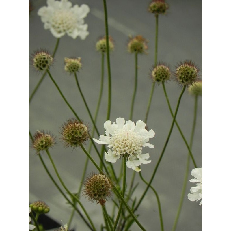 drakiew gołębia (Scabiosa columbaria) Kudo White- Świat bylin - sklep internetowy