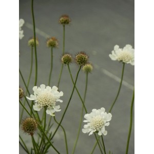 drakiew gołębia (Scabiosa columbaria) Kudo White- Świat bylin - sklep internetowy