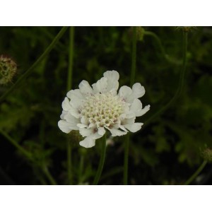 drakiew gołębia (Scabiosa columbaria) Kudo White- Świat bylin - sklep internetowy