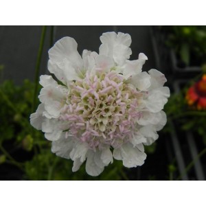 drakiew gołębia (Scabiosa columbaria) Kudo White- Świat bylin - sklep internetowy