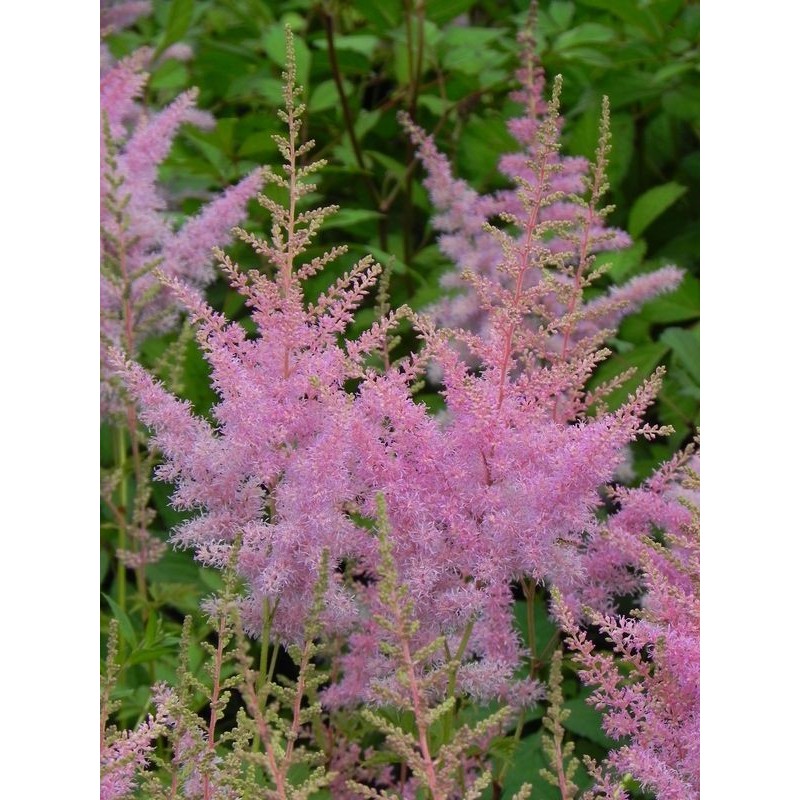 tawułka Arendsa (Astilbe x arendsii) Cattleya- Świat bylin - sklep internetowy