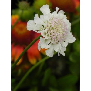 drakiew gołębia (Scabiosa columbaria) Kudo White- Świat bylin - sklep internetowy