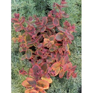 rozchodnik (Sedum) SunSparkler® Wildfire- Świat bylin - sklep internetowy