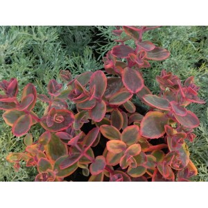 rozchodnik (Sedum) SunSparkler® Wildfire- Świat bylin - sklep internetowy