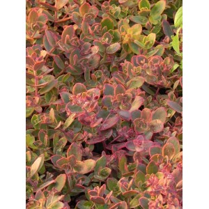rozchodnik (Sedum) SunSparkler® Wildfire- Świat bylin - sklep internetowy