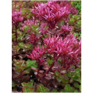 rozchodnik kaukaski (Sedum spurium) Purpurteppich- Świat bylin - sklep internetowy