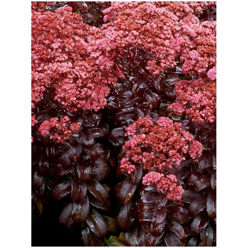 rozchodnik wielki (Sedum telephium) Dark Magic- Świat bylin - sklep internetowy