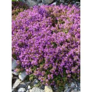 macierzanka okrągłolistna (Thymus rotundifolius) Purpurteppich- Świat bylin - sklep internetowy