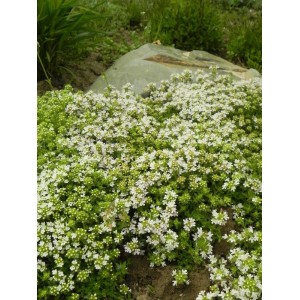 macierzanka piaskowa (Thymus serpyllum) Albus- Świat bylin - sklep internetowy