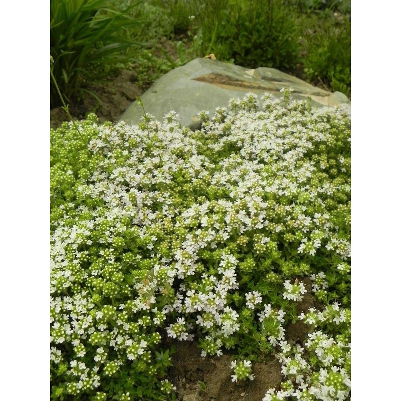 macierzanka piaskowa (Thymus serpyllum) Albus- Świat bylin - sklep internetowy
