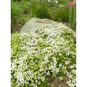 macierzanka piaskowa (Thymus serpyllum) Albus- Świat bylin - sklep internetowy