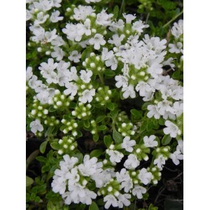 macierzanka piaskowa (Thymus serpyllum) Albus- Świat bylin - sklep internetowy