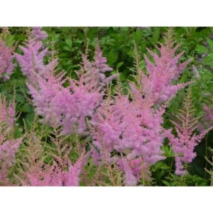 tawułka Arendsa (Astilbe x arendsii) Cattleya- Świat bylin - sklep internetowy