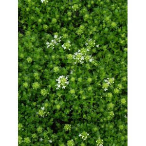 macierzanka piaskowa (Thymus serpyllum) Albus- Świat bylin - sklep internetowy