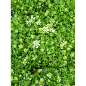macierzanka piaskowa (Thymus serpyllum) Albus- Świat bylin - sklep internetowy