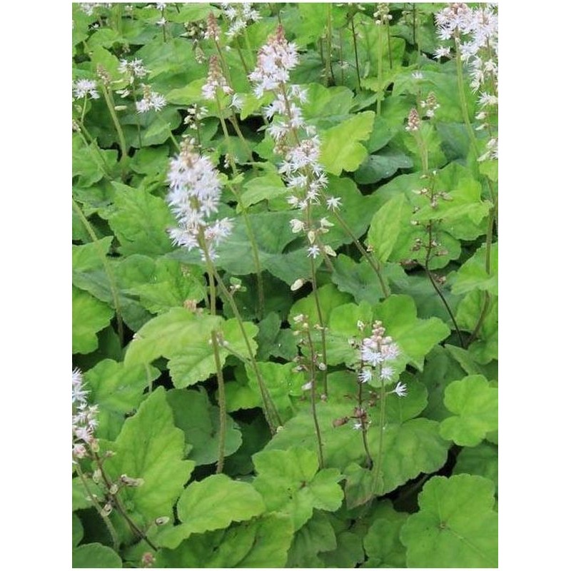 tiarella Wherry`ego (Tiarella wherryi) White- Świat bylin - sklep internetowy