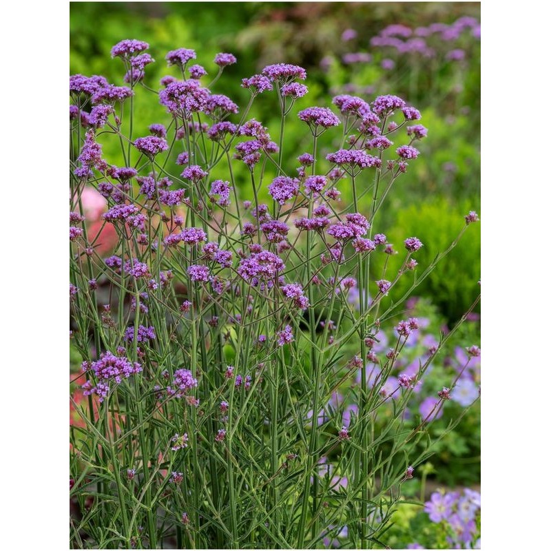 werbena patagońska (Verbena bonariensis) Bonnie Blue- Świat bylin - sklep internetowy