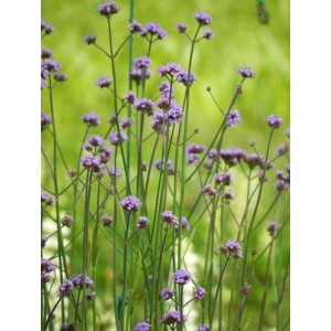 werbena patagońska (Verbena bonariensis) Violet Blue- Świat bylin - sklep internetowy