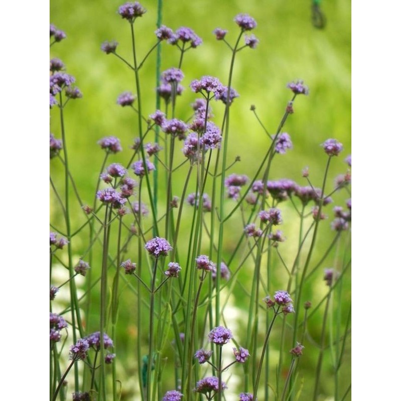 werbena patagońska (Verbena bonariensis) Violet Blue- Świat bylin - sklep internetowy