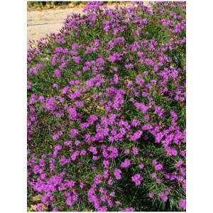 wernonia (Vernonia x) Summer Surrender- Świat bylin - sklep internetowy