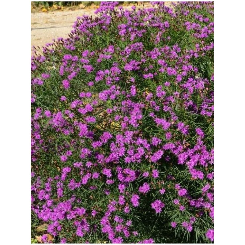 wernonia (Vernonia x) Summer Surrender- Świat bylin - sklep internetowy