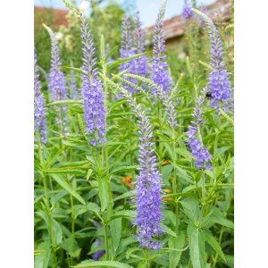 przetacznik długolistny (Veronica longifolia) Blaureisin- Świat bylin - sklep internetowy