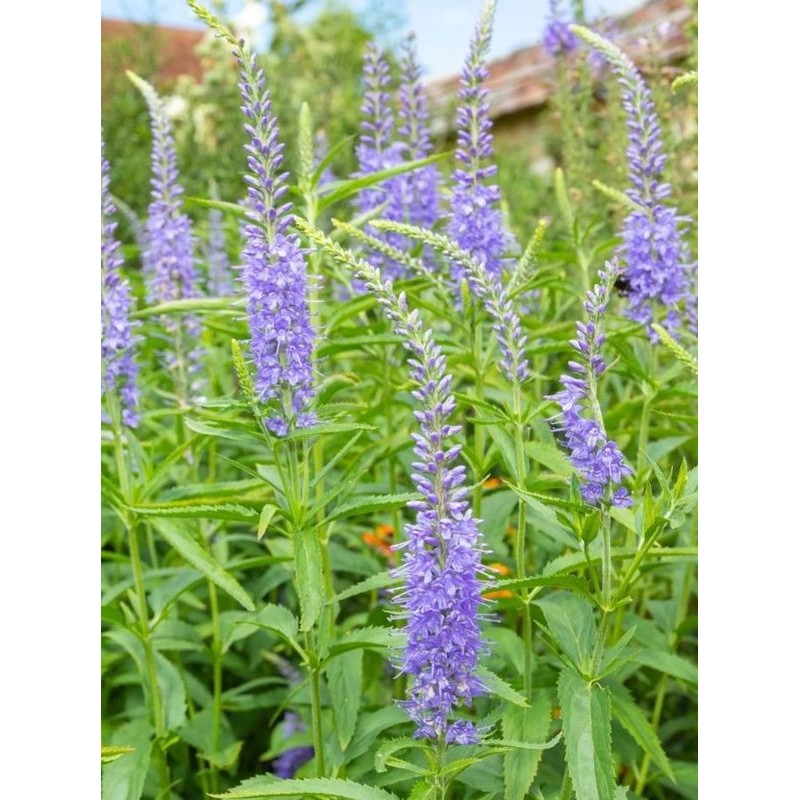 przetacznik długolistny (Veronica longifolia) Blaureisin- Świat bylin - sklep internetowy