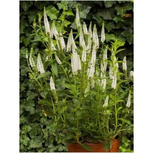 przetacznik długolistny (Veronica longifolia) First Lady- Świat bylin - sklep internetowy