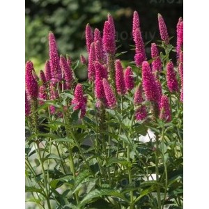 przetacznik długolistny (Veronica longifolia) First Love- Świat bylin - sklep internetowy