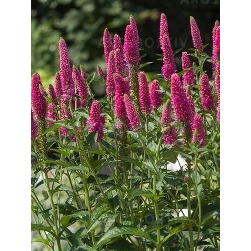 przetacznik długolistny (Veronica longifolia) First Love- Świat bylin - sklep internetowy