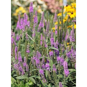 przetacznik długolistny (Veronica longifolia) First Match- Świat bylin - sklep internetowy