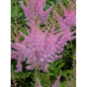tawułka Arendsa (Astilbe x arendsii) Cattleya- Świat bylin - sklep internetowy