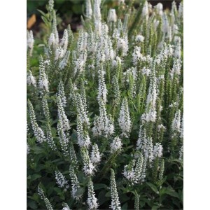 przetacznik kłosowy (Veronica spicata) Icicle- Świat bylin - sklep internetowy