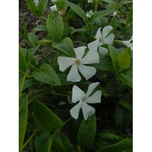 barwinek mniejszy (Vinca minor) Alba- Świat bylin - sklep internetowy