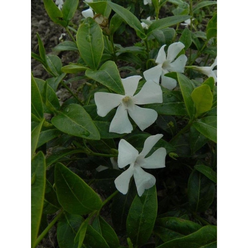 barwinek mniejszy (Vinca minor) Alba- Świat bylin - sklep internetowy