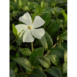 barwinek mniejszy (Vinca minor) Alba- Świat bylin - sklep internetowy