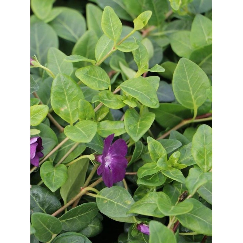 barwinek mniejszy (Vinca minor) Rubra- Świat bylin - sklep internetowy