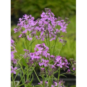 wieczornik damski (Hesperis matronalis) Violet- Świat bylin - sklep internetowy