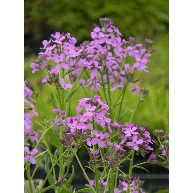 wieczornik damski (Hesperis matronalis) Violet- Świat bylin - sklep internetowy
