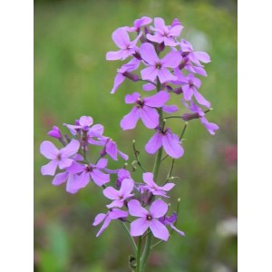 wieczornik damski (Hesperis matronalis) Violet- Świat bylin - sklep internetowy