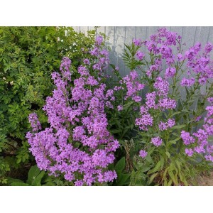 wieczornik damski (Hesperis matronalis) Violet- Świat bylin - sklep internetowy