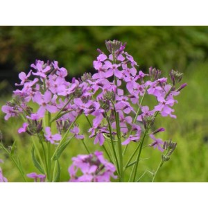 wieczornik damski (Hesperis matronalis) Violet- Świat bylin - sklep internetowy